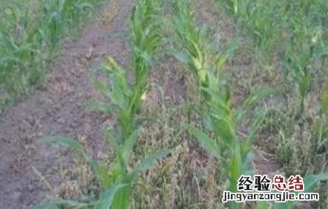 玉米苗期除草技巧视频 玉米苗期除草技巧
