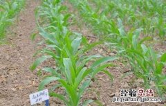 玉米苗期除草技巧视频 玉米苗期除草技巧
