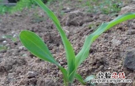 玉米苗期除草技巧视频 玉米苗期除草技巧