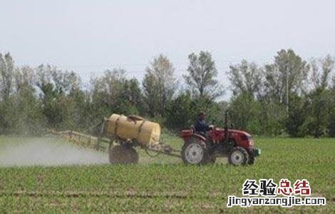 玉米苗期除草技巧视频 玉米苗期除草技巧