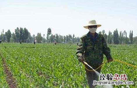 玉米苗期除草技巧视频 玉米苗期除草技巧