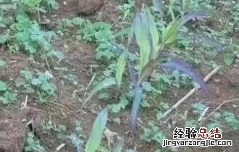 玉米红苗原因及防治方法 玉米红苗原因及防治方法