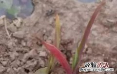 玉米红苗原因及防治方法 玉米红苗原因及防治方法