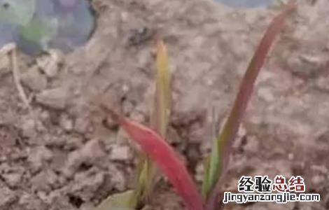 玉米红苗原因及防治方法 玉米红苗原因及防治方法
