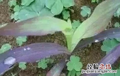 玉米红苗原因及防治方法 玉米红苗原因及防治方法