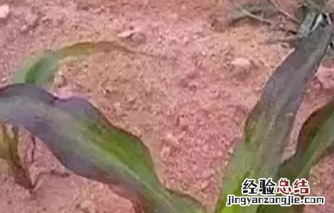 玉米红苗原因及防治方法 玉米红苗原因及防治方法