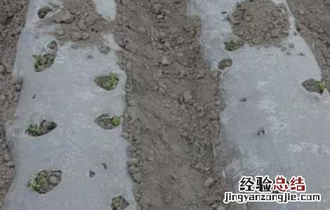 花生烂种原因及补救方法 花生烂种原因及补救方法