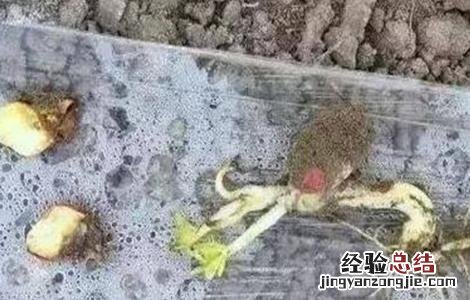 花生烂种原因及补救方法 花生烂种原因及补救方法