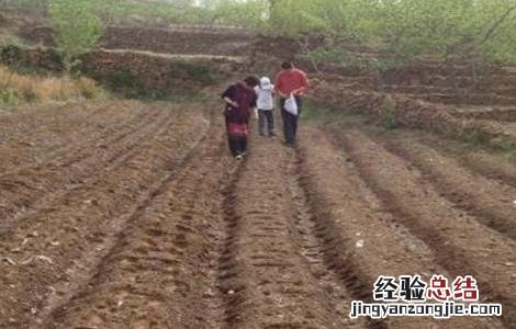 花生烂种原因及补救方法 花生烂种原因及补救方法