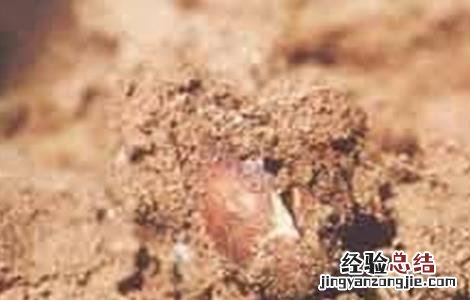 花生烂种原因及补救方法 花生烂种原因及补救方法