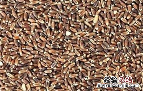 黑麦种植技术和方法 黑麦的种植技术