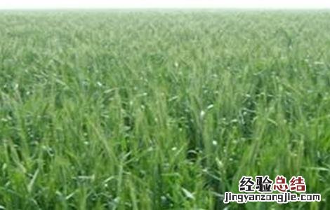 黑麦种植技术和方法 黑麦的种植技术