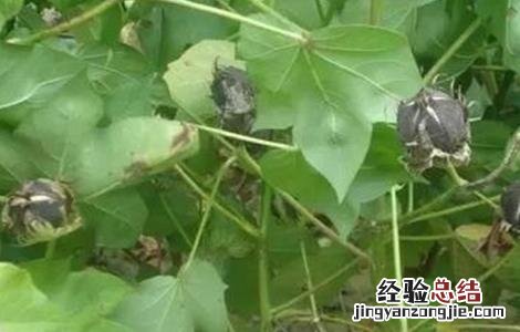 棉花叶面肥选择和使用注意事项 棉花叶面肥选择和使用注意事项是什么