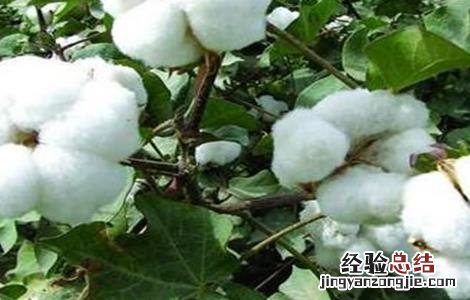 棉花叶面肥选择和使用注意事项 棉花叶面肥选择和使用注意事项是什么