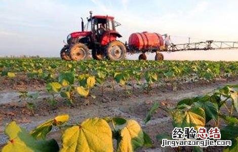 棉花叶面肥选择和使用注意事项 棉花叶面肥选择和使用注意事项是什么