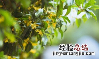 庭院适合种植什么花和树 庭院适合种什么树