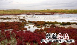 盐碱地适合种什么药材 盐碱地适合种什么