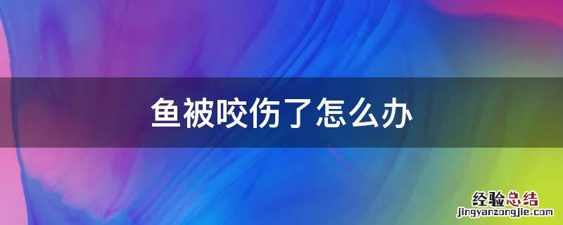 鱼被咬伤了怎么办 小金鱼被咬伤了怎么办