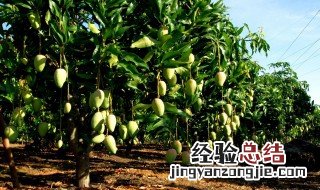 四川适合种什么花 四川适合种什么