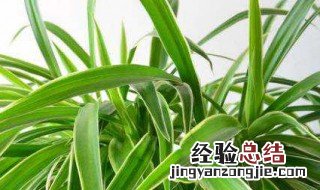 适合室内种的花种子 适合室内种的花