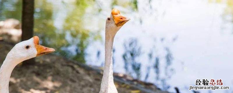 大鹅花束是什么意思 花小鹅是什么