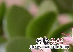 燕子掌叶子腐烂应该怎么治 燕子掌掉叶子怎么办