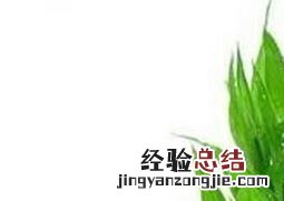 富贵竹的种植方法 富贵竹的种植方法水培