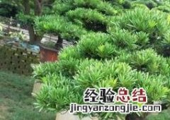 日本罗汉松养殖方法及注意事项图片 日本罗汉松养殖方法及注意事项