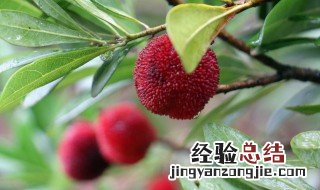 杨梅酒泡多久可以喝放多长时间 杨梅酒泡多久可以喝