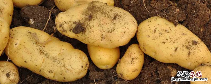 土豆从哪里传入中国 土豆从哪国传入中国
