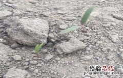藜麦的栽培技术 藜麦的繁殖方法