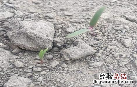 藜麦的栽培技术 藜麦的繁殖方法