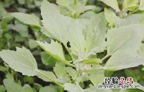 藜麦的栽培技术 藜麦的繁殖方法