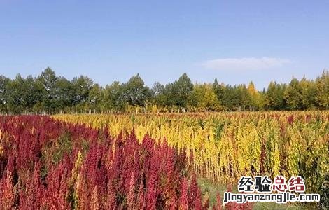 藜麦的栽培技术 藜麦的繁殖方法