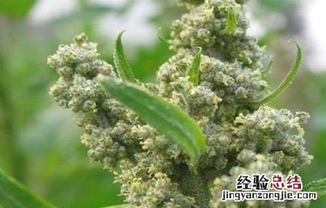 藜麦的栽培技术 藜麦的繁殖方法