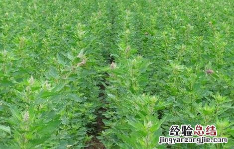 藜麦的栽培技术 藜麦的繁殖方法