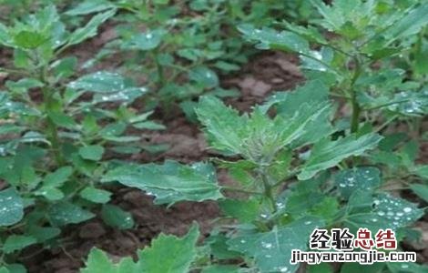 藜麦的栽培技术 藜麦的繁殖方法