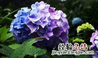 阳台上适合种什么植物 阳台上适合种什么植物风水好