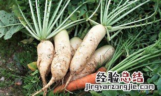 6月份适合种什么菜的季节 6月份适合种什么菜