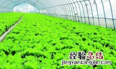 冬季可以种什么菜最合适 冬天适合种什么菜