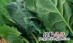 适合冬天种的菜 冬季可以种什么菜最合适
