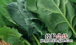 适合冬天种的菜 冬季可以种什么菜最合适
