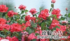 适合种在室外的花 适合种在室外的花树