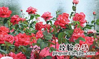 适合种在室外的花 适合种在室外的花树