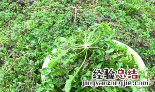 菱角菜吃多了的坏处 菱角菜吃多了的坏处有哪些