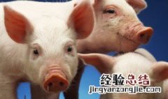 猪心怎么吃安神养心 猪心怎么吃
