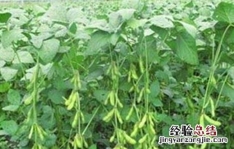 毛豆种植如何提高产量 毛豆种植如何提高产量和产量