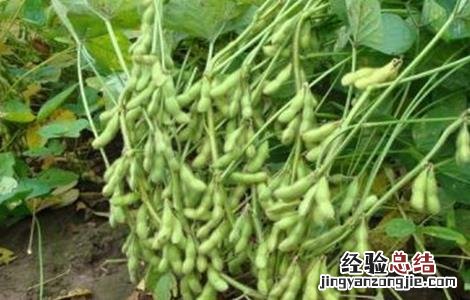 毛豆种植如何提高产量 毛豆种植如何提高产量和产量