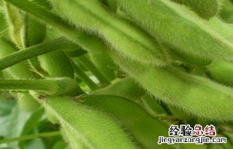 毛豆种植如何提高产量 毛豆种植如何提高产量和产量
