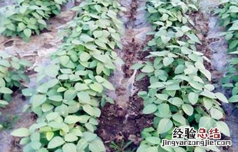 毛豆种植如何提高产量 毛豆种植如何提高产量和产量